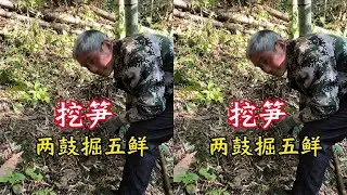 Bamboo shoot fishing: two drums, five shoots. Rural charm and wild fun. #Agriculture #RuralLife