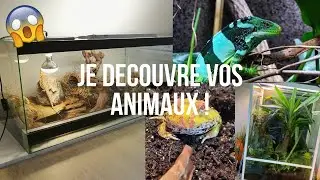 JE DECOUVRE VOS ANIMAUX ET VOS INSTALLATIONS ! - Vidéo des 2 ans de la chaîne