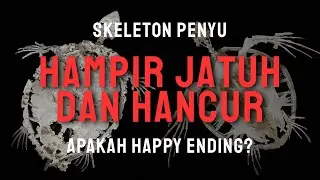 ENDING SKELETON TURTLE / SEA TURTLE