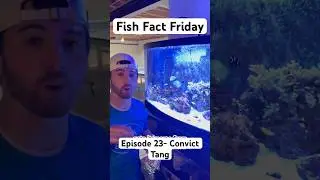 У этой рыбы есть скрытое ОРУЖИЕ! #fishfactfriday