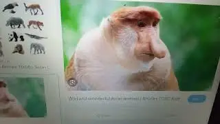 Rock N Learn Animal Show with Festus and Brad S2 E8 Zebu and Tapanuli Orangutan Pt2