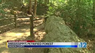 Focused on Mississippi: Mississippi’s Petrified Forest