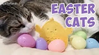 Easter Cats Compilation 2019 - Happy Easter Everyone!