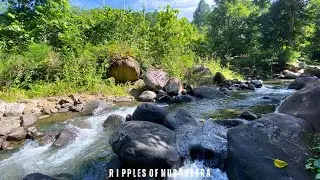 Deep Forest River Sounds for Sleep, Relaxation & Stress Relief | Peaceful Nature Ambience