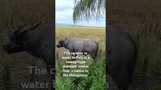 The carabao or water buffalo .. #kanauje&ntilde;o #carabao #naujanorientalmindoro