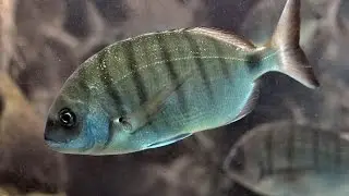 Морской карась белый, Diplodus sargus sargus