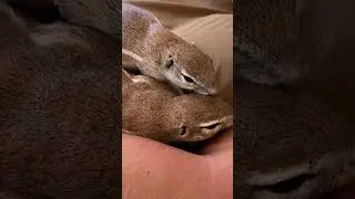 Squirrel group hugs! 🤗
