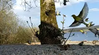 Google Pixel 3 Camera Video Slow Motion test - Birds at Llyn Brenig