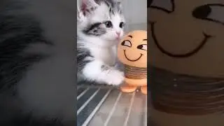 Funny cute cat vs spring buddy