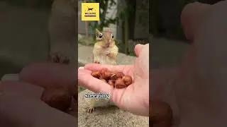 Did You Know These Fun Facts About Chipmunks || Facts Animal #chipmunk #chipmunkfriend #cute