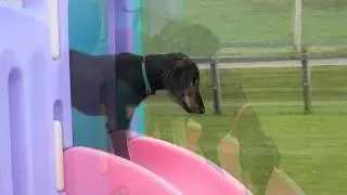Saluki Puppies - Slideshow - Allison's Visit 8 2015
