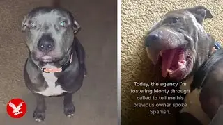 Owner discovers &lsquo;disobedient&rsquo; dog knows only Spanish commands