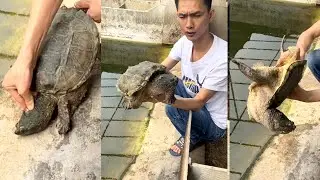 Turtle Health Problems #shorts