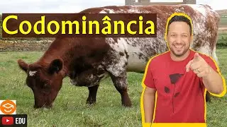 Codominância - Genética - Biologia com o Tubarão