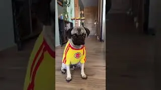 Which one is your favorite?! #dogoutfits #dogtravel #dogowner #dogs #pugs #travel #puglife #dogmom