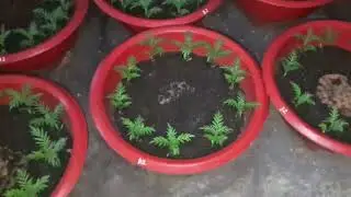 Đừng bỏ qua công thức pha phân này nếu muốn Vạn Thọ mập thân, xanh lá!