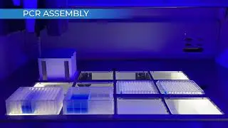 PCR program with normalization