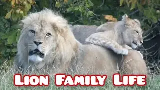 Lion Pride