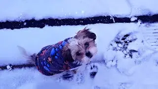 Boomer Puppy Joycie  - Snow Fun