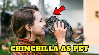 Top 10 Mind-blowing facts about chinchillas, Buying Cost, Diet, Care Sheet Guide for Beginners