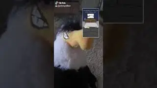 Mighty eagle reacts to tabbes on tik tok