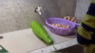 How to make gooseberry candy at home🏠//At my parents farm 