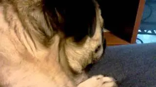 Derp dog.