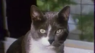 Thierry Maulnier un acad&eacute;micien parmi ses chats