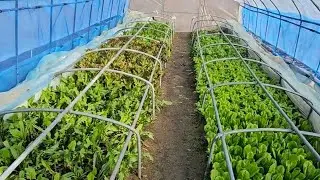 Мини теплица. Южная Корея. Greenhouse Korea. 