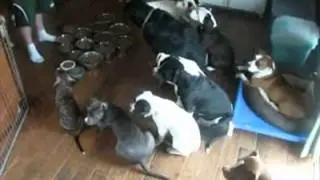 Super-patient dogs