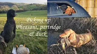 PICKING UP | Pheasant, partridge & duck. #gundog #shooting #Pheasant #duckshooting