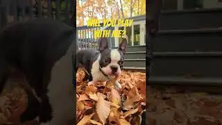 My Boston Virgo on a beautiful fall 🍂 day! #bostonterrierlife #love #2023 #viral #puppy #shorts