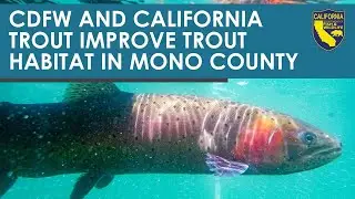 CDFW and California Trout Improve Trout Habitat in Mono County
