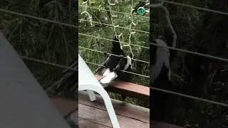 Magpies Want Christmas Lights || ViralHog
