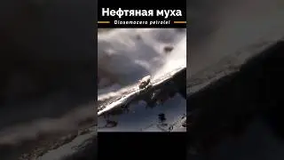 Нефтяная Муха &ndash; Чудо Эволюции