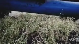 IMT 539 Zagrtanje voća/ ide gaas!!!