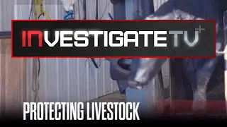 How Unhealthy Livestock Impact our Food Supply | InvestigateTV