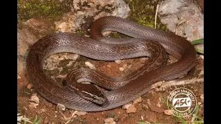 Meet the harmless Brown House Snake (Boaedon capensis)