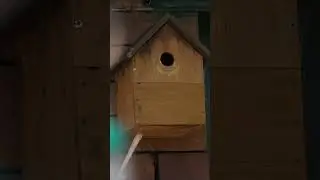 Blue Tits building a nest together #spring2023 #ukbirds