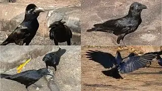 Indian Jungle crow (Corvus culminatus) Call and behavior feeding on Fish Intelligent and opportunist