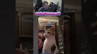 Позевуууушечки 😺 | twitch.tv/neonpsh - розыгрыши и турниры каждый месяц!
