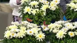 Roberta's 4-piece Snowbound Shasta Daisy on QVC