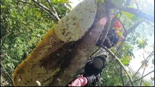 Wild Bees and the Dangerous Honey Hunt of the Mountain People#naturalhoneybee #bee #beehunter