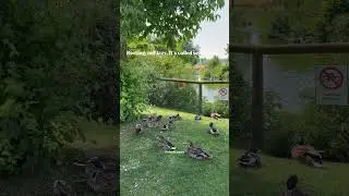 A Quiet Afternoon with Resting Ducks | Swiss Nature #swissscenery #ducks #shortfeed