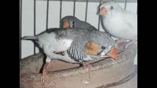 Zebra finches beautiful setup ❤️