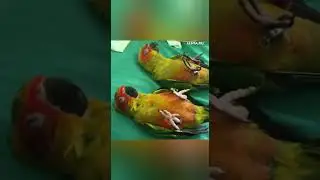 生物世界。动物。猫。狗。Living world. Animals. Cat. Dog. Parrot. Живой мир. Животные. Кот. Собака. Попугай.