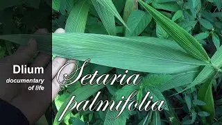 Пальмграсс (Setaria palmifolia) &ndash; часть 1