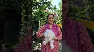 Meeting the Cutest Angora Rabbits 🐇✨#shorts #viralshorts #trendingshorts