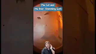 Кот и внезапно захлопнувшаяся дверь 🤣 #WindFail #CatDoor