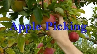 Apple Picking at Melick's town farm in Califon NJ